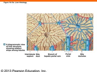 © 2013 Pearson Education, Inc.
Figure 16-15a Liver Histology.
A diagrammatic view
of liver structure,
showing relation-
ships among lobules
Interlobular
septum
Branch of
hepatic portal vein
Bile
ductules
Bile
duct
Portal
area
 