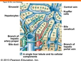 © 2013 Pearson Education, Inc.
Figure 16-15b Liver Histology.
Bile duct
Hepatocytes
Sinusoid
Branch of
hepatic
artery proper
A single liver lobule and its cellular
components
Branch of
hepatic
portal vein
Bile
canaliculi
Central vein
Kupffer
cells
 