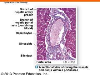© 2013 Pearson Education, Inc.
Figure 16-15c Liver Histology.
Portal area
Branch of
hepatic artery
proper
Branch of
hepatic portal
vein (containing
blood)
A sectional view showing the vessels
and ducts within a portal area
Sinusoids
Hepatocytes
Bile duct
LM x 350
 
