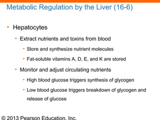 © 2013 Pearson Education, Inc.
Metabolic Regulation by the Liver (16-6)
• Hepatocytes
• Extract nutrients and toxins from blood
• Store and synthesize nutrient molecules
• Fat-soluble vitamins A, D, E, and K are stored
• Monitor and adjust circulating nutrients
• High blood glucose triggers synthesis of glycogen
• Low blood glucose triggers breakdown of glycogen and
release of glucose
 