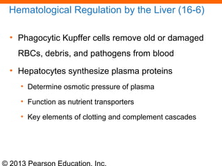© 2013 Pearson Education, Inc.
Hematological Regulation by the Liver (16-6)
• Phagocytic Kupffer cells remove old or damaged
RBCs, debris, and pathogens from blood
• Hepatocytes synthesize plasma proteins
• Determine osmotic pressure of plasma
• Function as nutrient transporters
• Key elements of clotting and complement cascades
 