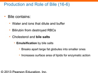 © 2013 Pearson Education, Inc.
Production and Role of Bile (16-6)
• Bile contains:
• Water and ions that dilute and buffer
• Bilirubin from destroyed RBCs
• Cholesterol and bile salts
• Emulsification by bile salts
• Breaks apart large fat globules into smaller ones
• Increases surface area of lipids for enzymatic action
 