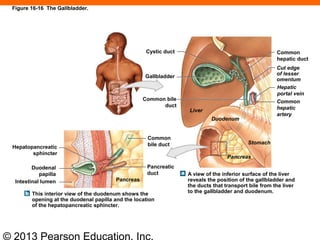 © 2013 Pearson Education, Inc.
Cystic duct
Gallbladder
Common bile
duct
Liver
Duodenum
Common
bile ductHepatopancreatic
sphincter
Duodenal
papilla
Intestinal lumen
Pancreatic
duct
Pancreas
This interior view of the duodenum shows the
opening at the duodenal papilla and the location
of the hepatopancreatic sphincter.
A view of the inferior surface of the liver
reveals the position of the gallbladder and
the ducts that transport bile from the liver
to the gallbladder and duodenum.
Common
hepatic
artery
Hepatic
portal vein
Cut edge
of lesser
omentum
Common
hepatic duct
Pancreas
Stomach
Figure 16-16 The Gallbladder.
 