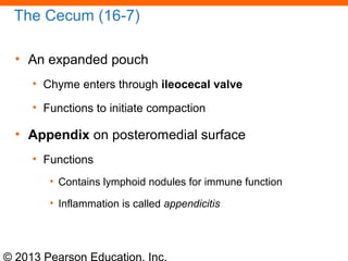 © 2013 Pearson Education, Inc.
The Cecum (16-7)
• An expanded pouch
• Chyme enters through ileocecal valve
• Functions to initiate compaction
• Appendix on posteromedial surface
• Functions
• Contains lymphoid nodules for immune function
• Inflammation is called appendicitis
 