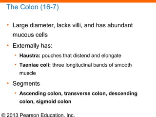 © 2013 Pearson Education, Inc.
The Colon (16-7)
• Large diameter, lacks villi, and has abundant
mucous cells
• Externally has:
• Haustra: pouches that distend and elongate
• Taeniae coli: three longitudinal bands of smooth
muscle
• Segments
• Ascending colon, transverse colon, descending
colon, sigmoid colon
 
