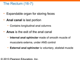 © 2013 Pearson Education, Inc.
The Rectum (16-7)
• Expandable organ for storing feces
• Anal canal is last portion
• Contains longitudinal anal columns
• Anus is the exit of the anal canal
• Internal anal sphincter made of smooth muscle of
muscularis externa, under ANS control
• External anal sphincter is voluntary, skeletal muscle
 