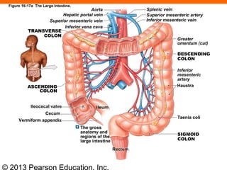 © 2013 Pearson Education, Inc.
Aorta
Hepatic portal vein
Superior mesenteric vein
Inferior vena cava
TRANSVERSE
COLON
ASCENDING
COLON
Ileocecal valve
Cecum
Vermiform appendix
The gross
anatomy and
regions of the
large intestine
SIGMOID
COLON
Taenia coli
Haustra
DESCENDING
COLON
Greater
omentum (cut)
Inferior mesenteric vein
Superior mesenteric artery
Inferior
mesenteric
artery
Splenic vein
Figure 16-17a The Large Intestine.
 