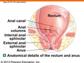 © 2013 Pearson Education, Inc.
Figure 16-17b The Large Intestine.
Anal canal
Anal
columns
Internal anal
sphincter
External anal
sphincter
Anus
Rectum
Anatomical details of the rectum and anus
 