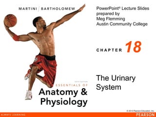 © 2013 Pearson Education, Inc.
PowerPoint®
Lecture Slides
prepared by
Meg Flemming
Austin Community College
C H A P T E R
The Urinary
System
18
 