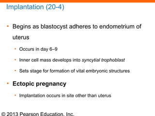 © 2013 Pearson Education, Inc.
Implantation (20-4)
• Begins as blastocyst adheres to endometrium of
uterus
• Occurs in day 6–9
• Inner cell mass develops into syncytial trophoblast
• Sets stage for formation of vital embryonic structures
• Ectopic pregnancy
• Implantation occurs in site other than uterus
 