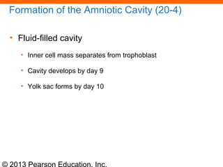 © 2013 Pearson Education, Inc.
Formation of the Amniotic Cavity (20-4)
• Fluid-filled cavity
• Inner cell mass separates from trophoblast
• Cavity develops by day 9
• Yolk sac forms by day 10
 