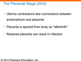 © 2013 Pearson Education, Inc.
The Placental Stage (20-6)
• Uterine contractions tear connections between
endometrium and placenta
• Placenta is ejected from body as "afterbirth"
• Retained placenta can result in infection
 