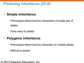 © 2013 Pearson Education, Inc.
Predicting Inheritance (20-8)
• Simple inheritance
• Phenotypes determined by interactions of single pair of
alleles
• Fairly easy to predict
• Polygenic inheritance
• Phenotypes determined by interaction of multiple alleles
• Difficult to predict
 