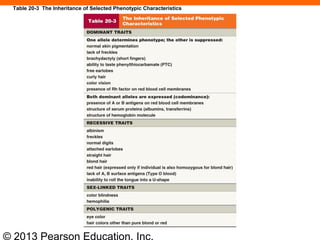 © 2013 Pearson Education, Inc.
Table 20-3 The Inheritance of Selected Phenotypic Characteristics
 