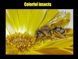 Colorful insects 