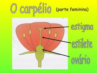 (parte feminina)
 
