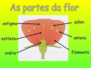 estigma
estilete
ovário
antera
filamento
pólen
 