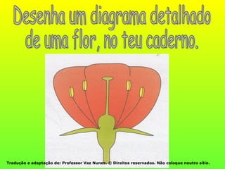 Tradução e adaptação de: Professor Vaz Nunes. © Direitos reservados. Não coloque noutro sítio.
 
