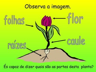 Observa a imagem.
És capaz de dizer quais são as partes desta planta?
 