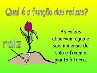 As raízes
absorvem água e
sais minerais do
solo e fixam a
planta à terra.
 