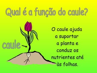 O caule ajuda
a suportar
a planta e
conduz os
nutrientes até
às folhas.
 