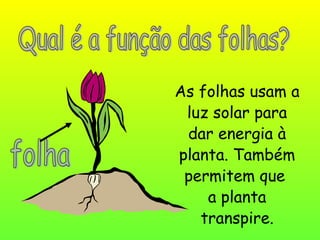 As folhas usam a
luz solar para
dar energia à
planta. Também
permitem que
a planta
transpire.
 
