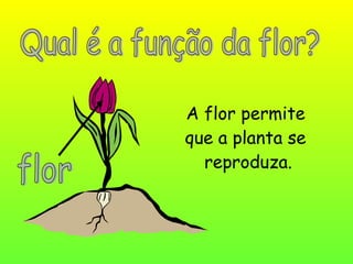 A flor permite
que a planta se
reproduza.
 