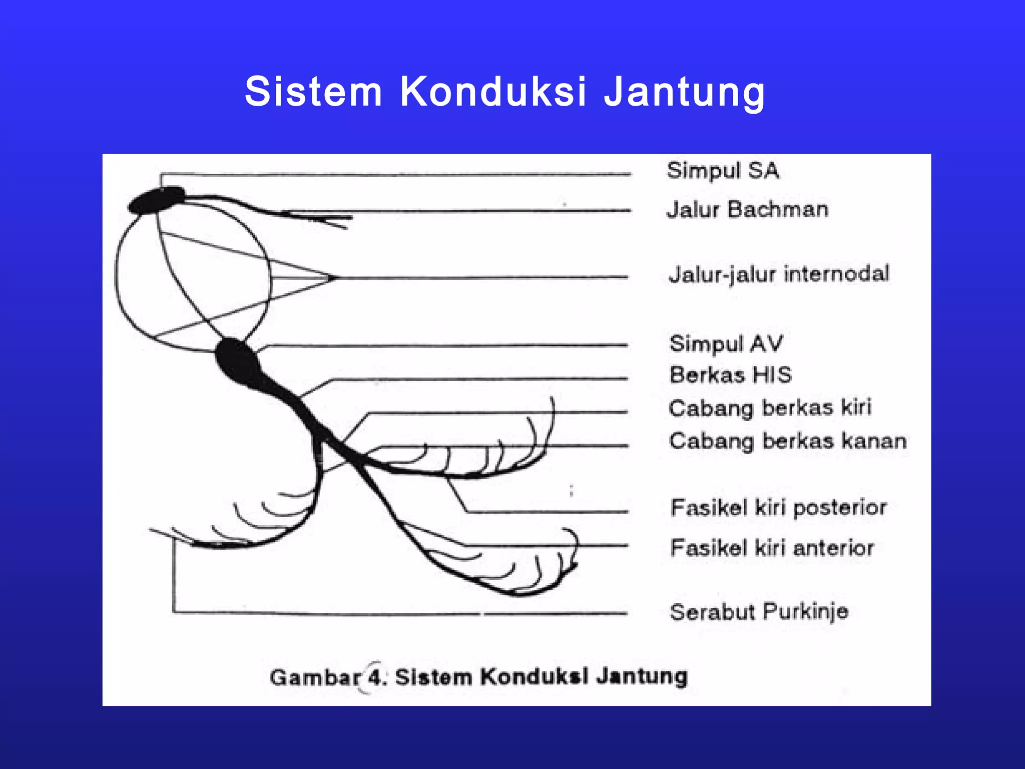 Sistem Konduksi Jantung
 