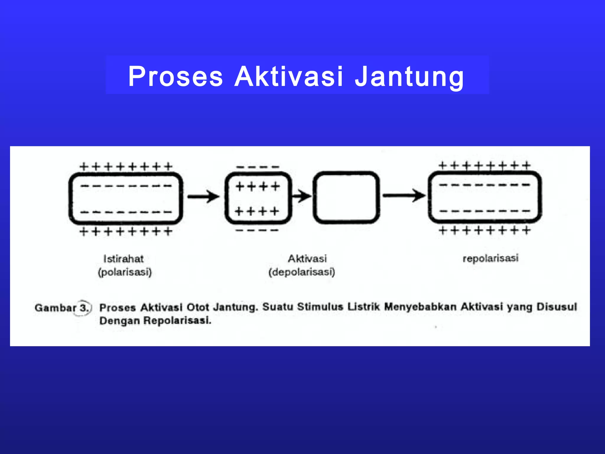 Proses Aktivasi Jantung
 
