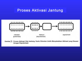 Proses Aktivasi Jantung
 