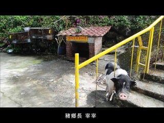 豬鄉長 宰宰  