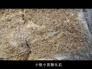 小粒小貝殼化石 