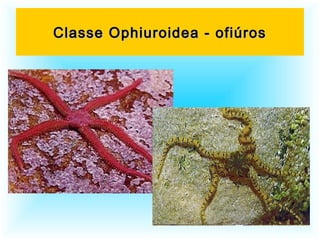 Classe Ophiuroidea - ofiúrosClasse Ophiuroidea - ofiúros
 