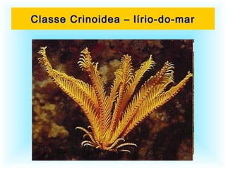 Classe Crinoidea – lírio-do-marClasse Crinoidea – lírio-do-mar
 