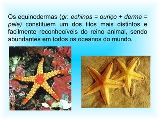 Os equinodermas (gr. echinos = ouriço + derma =
pele) constituem um dos filos mais distintos e
facilmente reconhecíveis do reino animal, sendo
abundantes em todos os oceanos do mundo.
 
