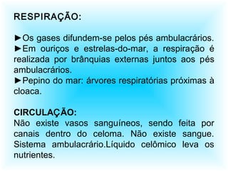 RESPIRAÇÃO:
►Os gases difundem-se pelos pés ambulacrários.
►Em ouriços e estrelas-do-mar, a respiração é
realizada por brânquias externas juntos aos pés
ambulacrários.
►Pepino do mar: árvores respiratórias próximas à
cloaca.
CIRCULAÇÃO:
Não existe vasos sanguíneos, sendo feita por
canais dentro do celoma. Não existe sangue.
Sistema ambulacrário.Líquido celômico leva os
nutrientes.
 