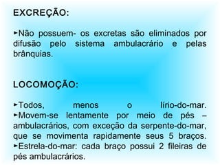 EXCREÇÃO:
►Não possuem- os excretas são eliminados por
difusão pelo sistema ambulacrário e pelas
brânquias.
LOCOMOÇÃO:
►Todos, menos o lírio-do-mar.
►Movem-se lentamente por meio de pés –
ambulacrários, com exceção da serpente-do-mar,
que se movimenta rapidamente seus 5 braços.
►Estrela-do-mar: cada braço possui 2 fileiras de
pés ambulacrários.
 