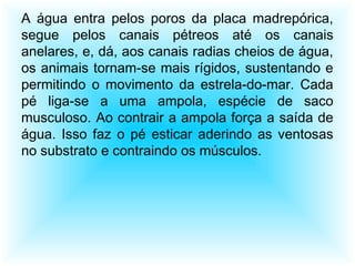 A água entra pelos poros da placa madrepórica,
segue pelos canais pétreos até os canais
anelares, e, dá, aos canais radias cheios de água,
os animais tornam-se mais rígidos, sustentando e
permitindo o movimento da estrela-do-mar. Cada
pé liga-se a uma ampola, espécie de saco
musculoso. Ao contrair a ampola força a saída de
água. Isso faz o pé esticar aderindo as ventosas
no substrato e contraindo os músculos.
 