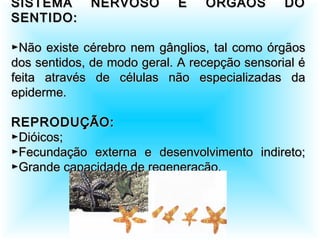 SISTEMA NERVOSO E ÓRGÃOS DOSISTEMA NERVOSO E ÓRGÃOS DO
SENTIDO:SENTIDO:
►Não existe cérebro nem gânglios, tal como órgãos►Não existe cérebro nem gânglios, tal como órgãos
dos sentidos, de modo geral. A recepção sensorial édos sentidos, de modo geral. A recepção sensorial é
feita através de células não especializadas dafeita através de células não especializadas da
epiderme.epiderme.
REPRODUÇÃO:REPRODUÇÃO:
►Dióicos;►Dióicos;
►Fecundação externa e desenvolvimento indireto;►Fecundação externa e desenvolvimento indireto;
►Grande capacidade de regeneração.►Grande capacidade de regeneração.
 