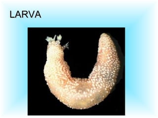 LARVALARVA
 