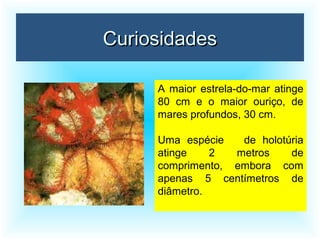 CuriosidadesCuriosidades
A maior estrela-do-mar atinge
80 cm e o maior ouriço, de
mares profundos, 30 cm.
Uma espécie de holotúria
atinge 2 metros de
comprimento, embora com
apenas 5 centímetros de
diâmetro.
 