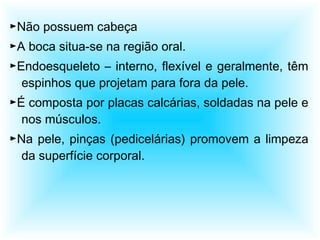 ►Não possuem cabeça
►A boca situa-se na região oral.
►Endoesqueleto – interno, flexível e geralmente, têm
espinhos que projetam para fora da pele.
►É composta por placas calcárias, soldadas na pele e
nos músculos.
►Na pele, pinças (pedicelárias) promovem a limpeza
da superfície corporal.
 