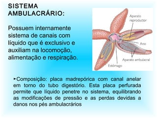 SISTEMA
AMBULACRÁRIO:
Possuem internamente
sistema de canais com
líquido que é exclusivo e
auxiliam na locomoção,
alimentação e respiração.
►Composição: placa madrepórica com canal anelar
em torno do tubo digestório. Esta placa perfurada
permite que líquido penetre no sistema, equilibrando
as modificações de pressão e as perdas devidas a
danos nos pés ambulacrários
 