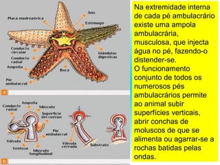 Na extremidade interna
de cada pé ambulacrário
existe uma ampola
ambulacrária,
musculosa, que injecta
água no pé, fazendo-o
distender-se.
O funcionamento
conjunto de todos os
numerosos pés
ambulacrários permite
ao animal subir
superfícies verticais,
abrir conchas de
moluscos de que se
alimenta ou agarrar-se a
rochas batidas pelas
ondas.
 