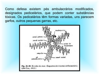 Como defesa existem pés ambulacrários modificados,
designados pedicelários, que podem conter substâncias
tóxicas. Os pedicelários têm formas variadas, uns parecem
garfos, outros pequenas garras, etc.
 