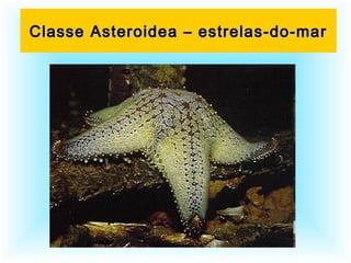 Classe Asteroidea – estrelas-do-marClasse Asteroidea – estrelas-do-mar
 