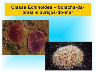 Classe Echinoidea – bolacha-da-Classe Echinoidea – bolacha-da-
praia e ouriços-do-marpraia e ouriços-do-mar
 