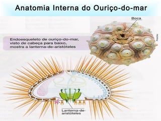 Anatomia Interna do Ouriço-do-mar
 