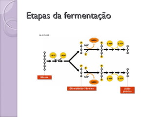 Etapas da fermentaçãoEtapas da fermentação
 