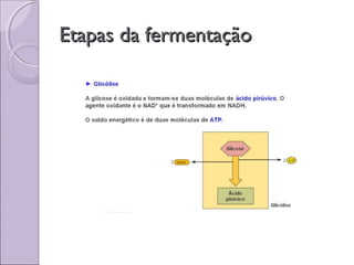 Etapas da fermentaçãoEtapas da fermentação
 